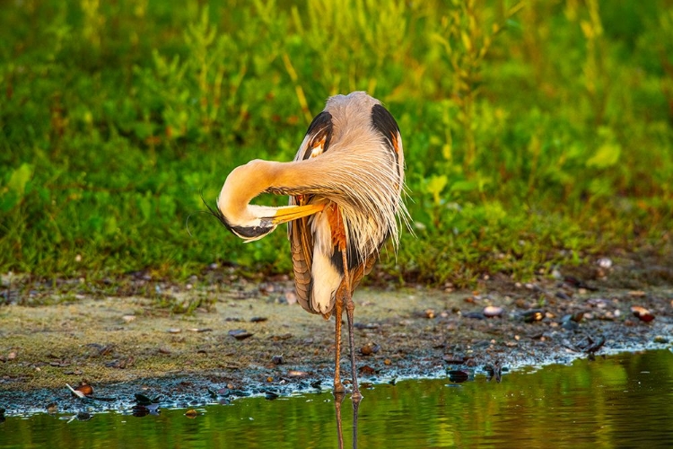 Picture of USA-FLORIDA-SARASOTA-MYAKKA RIVER STATE PARK-PREENING GREAT BLUE HERON