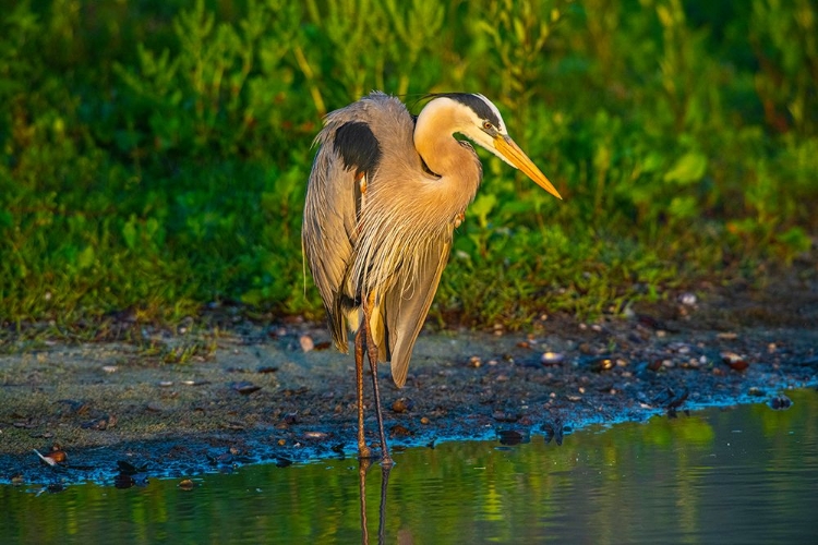 Picture of USA-FLORIDA-SARASOTA-MYAKKA RIVER STATE PARK-GREAT BLUE HERON