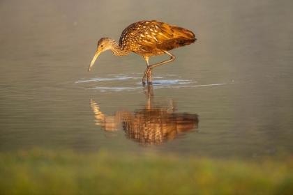 Picture of USA-FLORIDA-SARASOTA-MYAKKA RIVER STATE PARK-WADING BIRD-FEEDING-LIMPKIN-ISOLATED REFLECTION