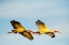 Picture of USA-FLORIDA-SARASOTA-MYAKKA RIVER STATE PARK-WHITE IBIS FLYING