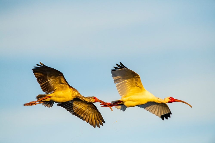 Picture of USA-FLORIDA-SARASOTA-MYAKKA RIVER STATE PARK-WHITE IBIS FLYING