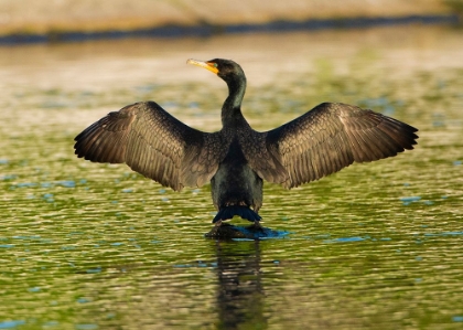 Picture of USA-FLORIDA-SARASOTA-MYAKKA RIVER STATE PARK-DOUBLE-CRESTED CORMORANT