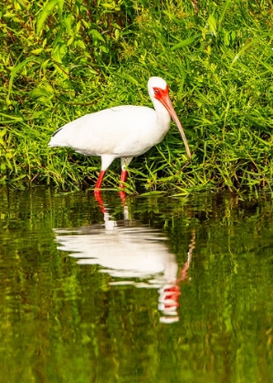 Picture of USA-FLORIDA-SARASOTA-MYAKKA RIVER STATE PARK-WADING BIRD-FEEDING-WHITE IBIS