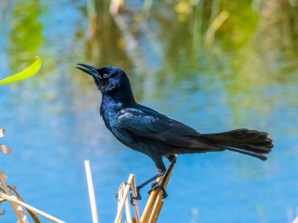 Picture of USA-FLORIDA-SARASOTA-BOAT-TAILED GRACKLE