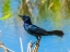 Picture of USA-FLORIDA-SARASOTA-BOAT-TAILED GRACKLE