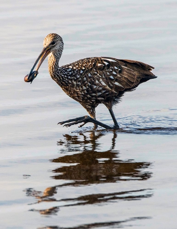 Picture of USA-FLORIDA-SARASOTA-MYAKKA RIVER STATE PARK-LIMPKIN FEEDING ON APPLE SNAIL