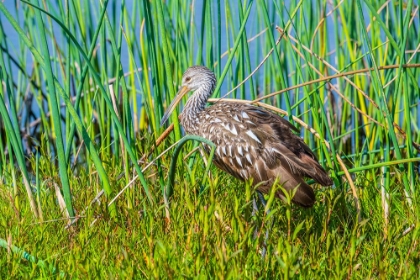 Picture of USA-FLORIDA-SARASOTA-MYAKKA RIVER STATE PARK-LIMPKIN