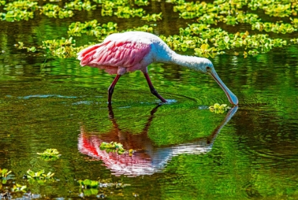 Picture of USA-FLORIDA-SARASOTA-MYAKKA RIVER STATE PARK-FEEDING ROSEATE SPOONBILL