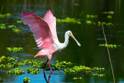 Picture of USA-FLORIDA-SARASOTA-MYAKKA RIVER STATE PARK-ROSEATE SPOONBILL WINGS RAISED