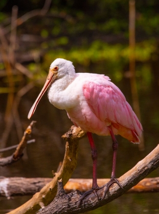 Picture of USA-FLORIDA-SARASOTA-MYAKKA RIVER STATE PARK-PERCHED ROSEATE SPOONBILL