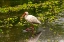 Picture of USA-FLORIDA-SARASOTA-MYAKKA RIVER STATE PARK-WHITE IBIS