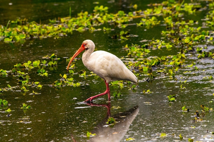 Picture of USA-FLORIDA-SARASOTA-MYAKKA RIVER STATE PARK-WHITE IBIS