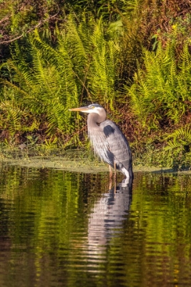 Picture of USA-FLORIDA-CELEBRATION-A GREY HERON ENJOYING THE MORNING SUN