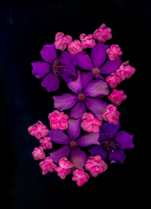 Picture of USA-FLORIDA-CELEBRATION-A BOUQUET OF FLOWERS