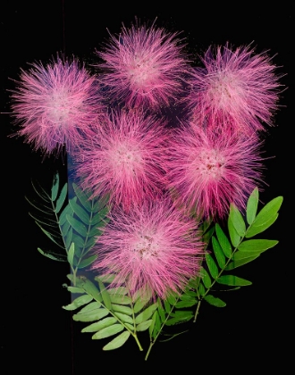 Picture of USA-FLORIDA-CELEBRATION-A BOUQUET OF PINK POWDERPUFF FLOWERS