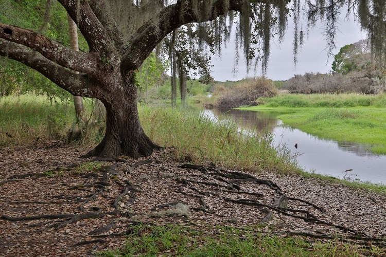 Picture of USA-FLORIDA-SARASOTA-MYAKKA RIVER STATE PARK