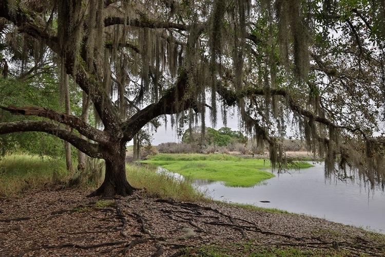 Picture of USA-FLORIDA-SARASOTA-MYAKKA RIVER STATE PARK