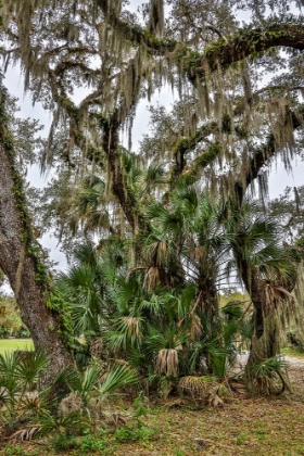 Picture of USA-FLORIDA-SARASOTA-MYAKKA RIVER STATE PARK