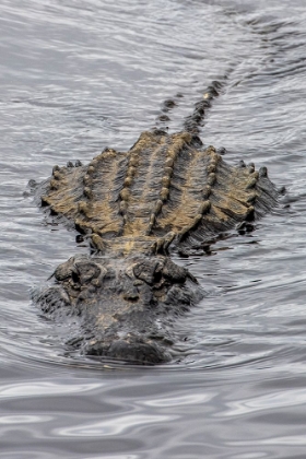 Picture of USA-FLORIDA-SARASOTA-AN ALLIGATOR AT MYAKKA RIVER STATE PARK