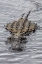Picture of USA-FLORIDA-SARASOTA-AN ALLIGATOR AT MYAKKA RIVER STATE PARK