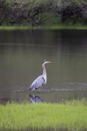 Picture of USA-FLORIDA-SARASOTA-A GREY HERON AT MYAKKA RIVER STATE PARK