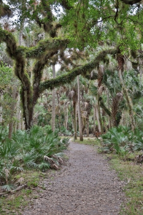 Picture of USA-FLORIDA-SARASOTA-MYAKKA RIVER STATE PARK