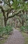 Picture of USA-FLORIDA-SARASOTA-MYAKKA RIVER STATE PARK