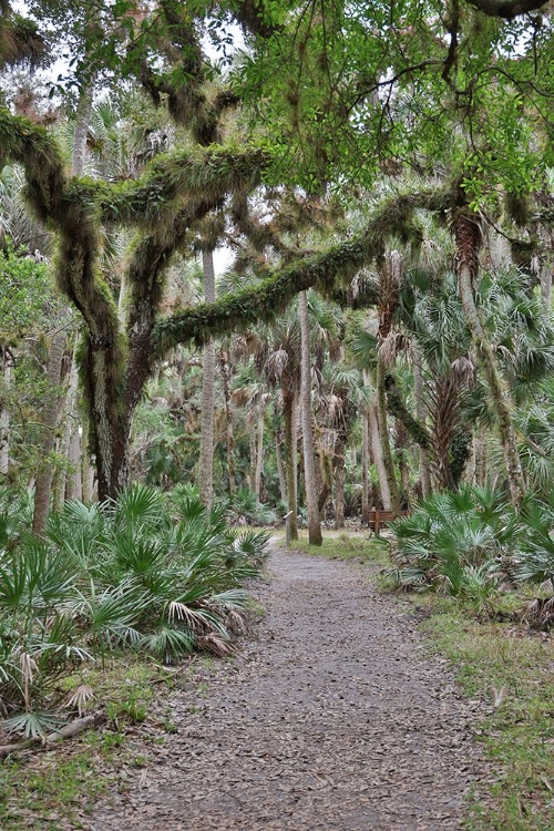 Picture of USA-FLORIDA-SARASOTA-MYAKKA RIVER STATE PARK