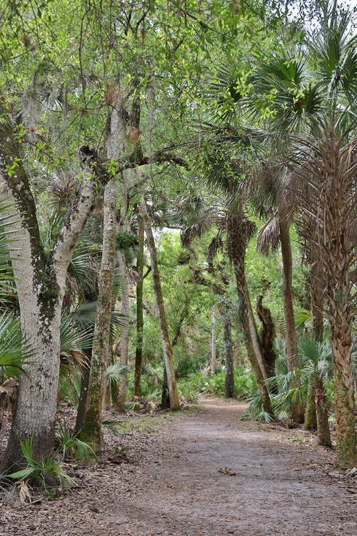 Picture of USA-FLORIDA-SARASOTA-MYAKKA RIVER STATE PARK