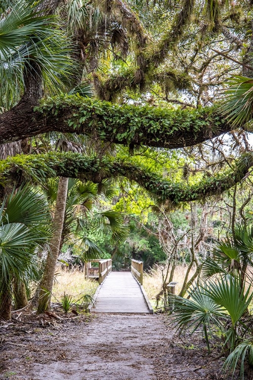 Picture of USA-FLORIDA-SARASOTA-MYAKKA RIVER STATE PARK