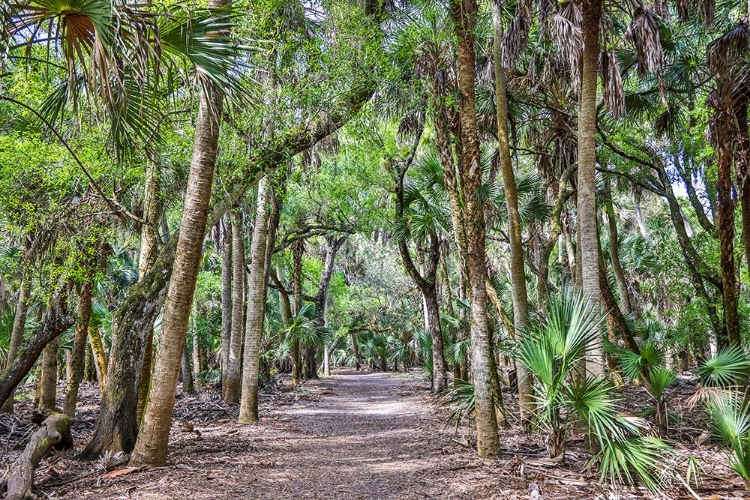 Picture of USA-FLORIDA-SARASOTA-MYAKKA RIVER STATE PARK