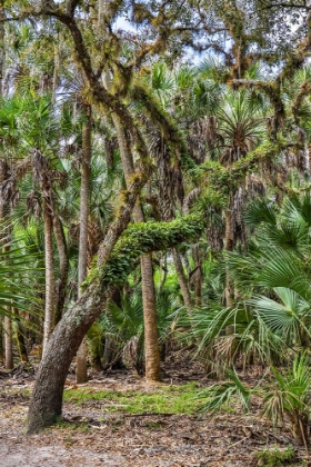 Picture of USA-FLORIDA-SARASOTA-MYAKKA RIVER STATE PARK