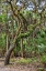Picture of USA-FLORIDA-SARASOTA-MYAKKA RIVER STATE PARK