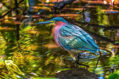 Picture of COLORFUL GREEN HERON FISHING-FLORIDA