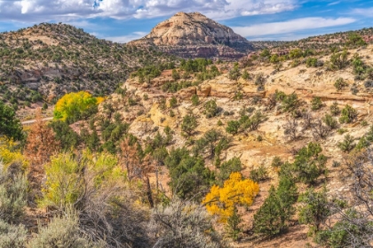 Picture of COLORFUL AUTUMN-CANYONLANDS NATIONAL PARK-NEEDLES DISTRICT-UTAH