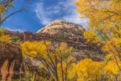 Picture of COLORFUL YELLOW COTTONWOOD TREES-CANYONLANDS NATIONAL PARK-NEEDLES DISTRICT-UTAH