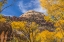 Picture of COLORFUL YELLOW COTTONWOOD TREES-CANYONLANDS NATIONAL PARK-NEEDLES DISTRICT-UTAH