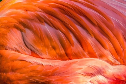 Picture of COLORFUL ORANGE PINK FEATHERS AMERICAN CARIBBEAN FLAMINGO-FLORIDA