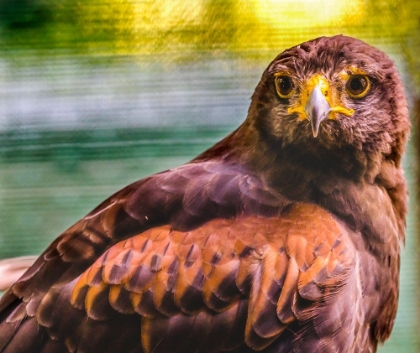 Picture of COLORFUL RED-TAILED HAWK LOOKING FOR PREY-FLORIDA