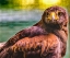 Picture of COLORFUL RED-TAILED HAWK LOOKING FOR PREY-FLORIDA