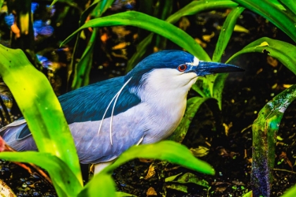 Picture of COLORFUL BLACK CROWNED NIGHT HERON FISHING-FLORIDA