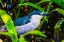 Picture of COLORFUL BLACK CROWNED NIGHT HERON FISHING-FLORIDA
