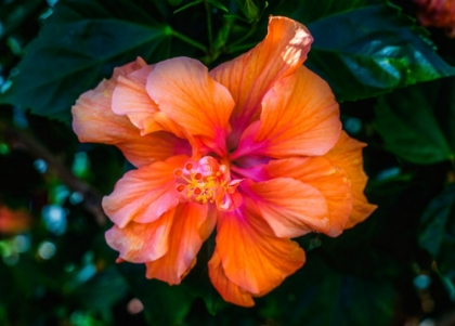 Picture of TROPICAL HIBISCUS FLOWERS-FLORIDA-TROPICAL HIBISCUS HAS MANY VARIETIES