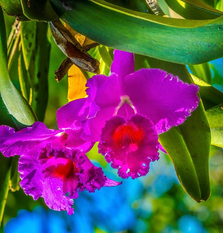 Picture of TROPICAL FLOWERS-FLORIDA