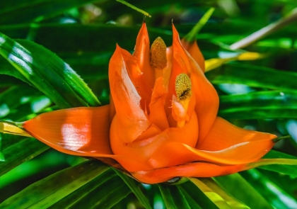 Picture of COLORFUL ORANGE FLOWER-FLORIDA-PANDANUS PRODUCES AND EDIBLE FRUIT