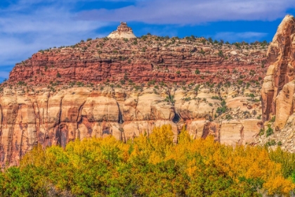 Picture of COLORFUL YELLOW COTTONWOOD TREES WHITE RED MOUNTAIN AUTUMN-CANYONLANDS NATIONAL PARK-NEEDLES DISTRI
