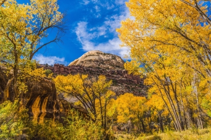 Picture of COLORFUL YELLOW COTTONWOOD TREES-CANYONLANDS NATIONAL PARK-NEEDLES DISTRICT-UTAH