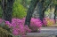 Picture of RURAL ROAD WITH AZALEAS AND LIVE OAKS LINING ROADWAY-BONAVENTURE CEMETERY-SAVANNAH-GEORGIA
