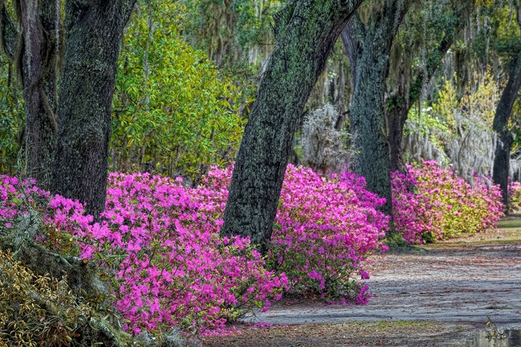 Picture of RURAL ROAD WITH AZALEAS AND LIVE OAKS LINING ROADWAY-BONAVENTURE CEMETERY-SAVANNAH-GEORGIA