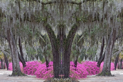 Picture of LIVE OAK TREES DRAPED IN SPANISH MOSS AND AZALEAS IN FULL BLOOM IN SPRING-BONAVENTURE CEMETERY
